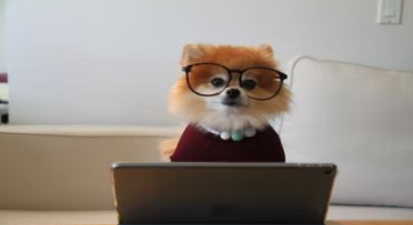 Dog wearing large glasses, peering over a computer screen